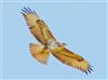 Buzzard