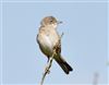Whitethroat