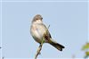 Whitethroat