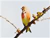 Linnet