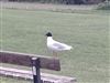 Mediterranean Gull