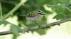Firecrest