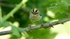 Firecrest