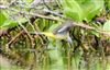 Grey Wagtail