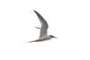 Roseate Tern