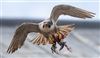 Peregrine