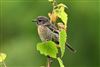 Stonechat