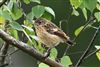 Stonechat