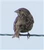 Corn Bunting