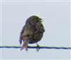Corn Bunting