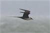 Long-tailed Skua