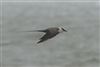 Long-tailed Skua