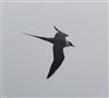 Long-tailed Skua