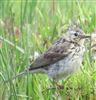 Meadow Pipit