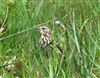 Tree Pipit