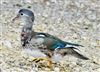 Mandarin Duck