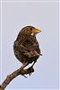 Corn Bunting