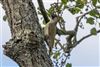 Green Woodpecker