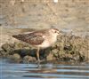 Wood Sandpiper
