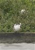 Arctic Tern