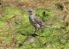 Rock Pipit
