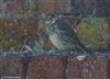 Rock Pipit