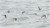 Common Sandpiper