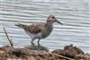 Pectoral Sandpiper