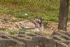 Long-tailed Duck