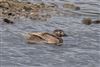 Long-tailed Duck