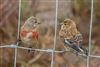 Linnet