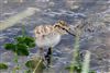 Redshank