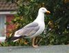 Yellow-legged Gull