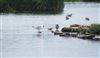 Pectoral Sandpiper