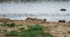 Pectoral Sandpiper