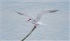 Common Tern