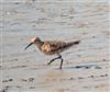 Curlew Sandpiper