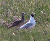 Whimbrel
