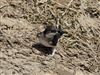 House Martin