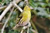 Siskin