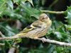 Siskin