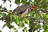 Cuckoo