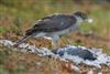 Sparrowhawk