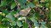 Chiffchaff at Newlands Farm (Stubbington), Hampshire. Photographed by Mark Rolfe on 10th October 2026.