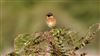 European Stonechat at Ranvilles Lane, Hampshire. Photographed by Mark Rolfe on 10th October 2026.