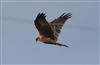 Marsh Harrier at Lower Test Marshes, Hampshire. Photographed by Leah Spencer on 10th October 2026.