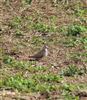 Turtle Dove at Titchfield Haven, Hampshire. Photographed by Cara Tompkins on 11th October 2026.