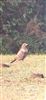 Ring Ouzel at Leaden Hall, NF, Hampshire. Photographed by Keith Maskell on 14th October 2026.
