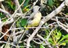 Grey Wagtail at Eyeworth Pond, Hampshire. Photographed by John Coates on 6th October 2026.