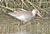 Bar-tailed Godwit at Avon Flood, Keyhaven, Hampshire. Photographed by John Coates on 6th October 2026.